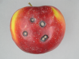 Anthracnose de la pomme (Elsinoe piri)